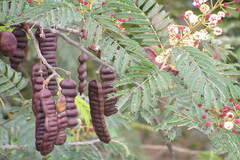 Acacia sinuata